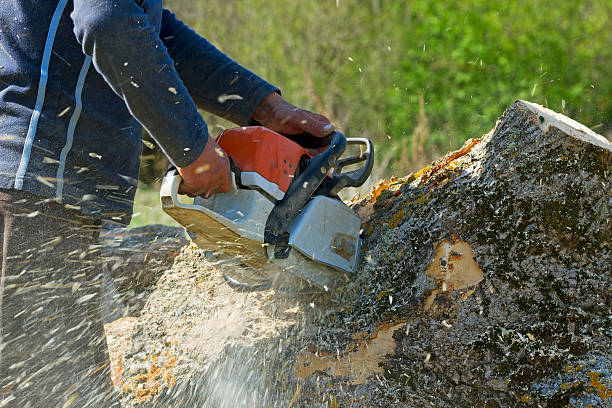 Tree and Shrub Care in Mount Hermon, CA